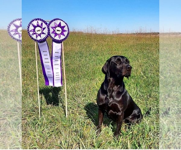 Medium Photo #1 Labrador Retriever Puppy For Sale in WISNER, NE, USA