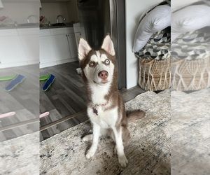 Siberian Husky Puppy for sale in LOUDONVILLE, NY, USA