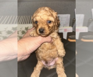 Poodle (Toy) Puppy for sale in SWANSEA, SC, USA