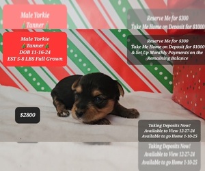 Yorkshire Terrier Puppy for sale in TUCSON, AZ, USA