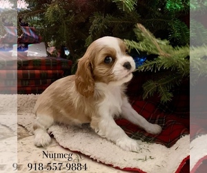 Cavalier King Charles Spaniel Puppy for sale in TULSA, OK, USA
