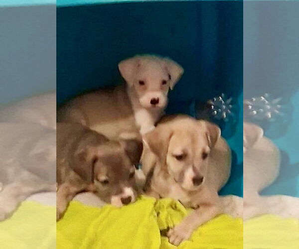 Medium Photo #6 Labrador Retriever-Unknown Mix Puppy For Sale in Jefferson, NJ, USA