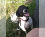 Small Havanese Mix