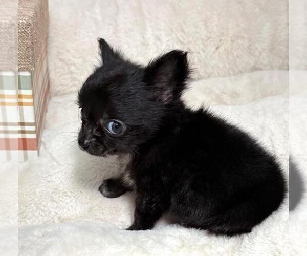 Medium Photo #3 Chihuahua Puppy For Sale in MIAMI, FL, USA