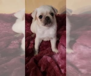 Pug Puppy for sale in TUPELO, MS, USA