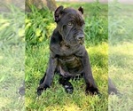 Small Photo #2 Cane Corso Puppy For Sale in LONE GROVE, OK, USA