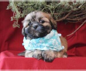 Lhasa Apso Puppy for sale in ORO VALLEY, AZ, USA