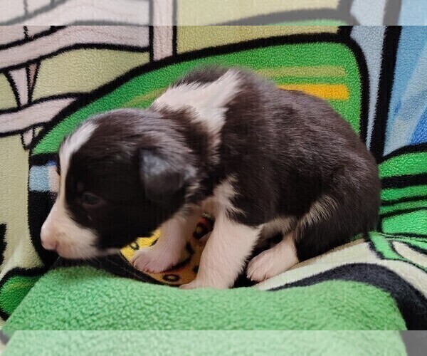 Medium Photo #115 Border Collie Puppy For Sale in NORBORNE, MO, USA