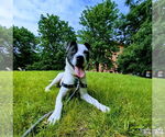 Small #8 Lab-Pointer