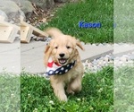 Small Photo #1 Goldendoodle Puppy For Sale in FENWICK, MI, USA