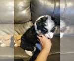 Small Photo #10 Australian Shepherd Puppy For Sale in WILLIAMSBURG, CO, USA