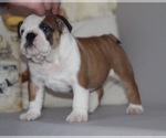 Small Photo #2 English Bulldog Puppy For Sale in HUNTINGTN BCH, CA, USA