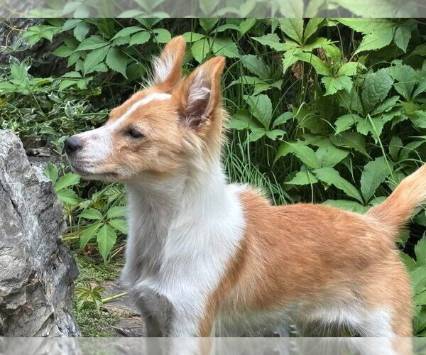Medium Photo #2 Border Collie-Unknown Mix Puppy For Sale in Polson, MT, USA