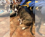 Small #2 American Staffordshire Terrier