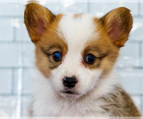 Medium Photo #26 Cardigan Welsh Corgi Puppy For Sale in WAKARUSA, IN, USA