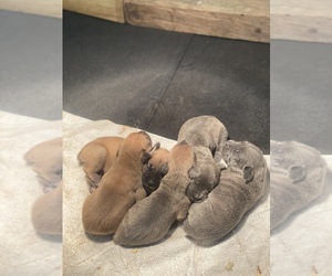 Cane Corso Puppy for sale in LAWRENCEVILLE, GA, USA