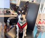 Small #7 Fox Terrier (Toy)