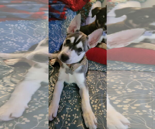 Medium Photo #6 Huskies -Unknown Mix Puppy For Sale in Holly Springs, NC, USA