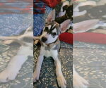 Small #5 Huskies  Mix