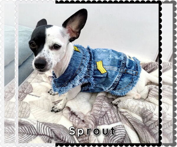 Medium Photo #6 Chiweenie Puppy For Sale in Princeton, MN, USA