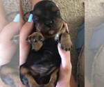 Small Photo #2 Cavalier King Charles Spaniel Puppy For Sale in EL DORADO SPG, MO, USA