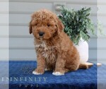 Small #1 Goldendoodle (Miniature)