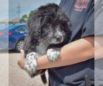 Small #3 Mutt