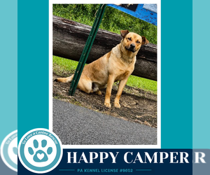 Happy Camper 082226 - Male Labrador Retriever-Unknown Mix Dog for Adoption - Photo #2