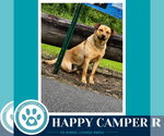 Small #1 Labrador Retriever Mix