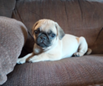 Puppy Hailee Pug