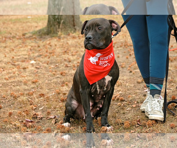 Medium Photo #7 American Staffordshire Terrier-Boxer Mix Puppy For Sale in Arlington, VA, USA