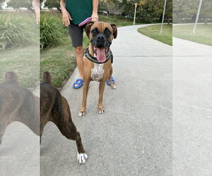 JAXON - Male Boxer Dog for Adoption - Photo #3