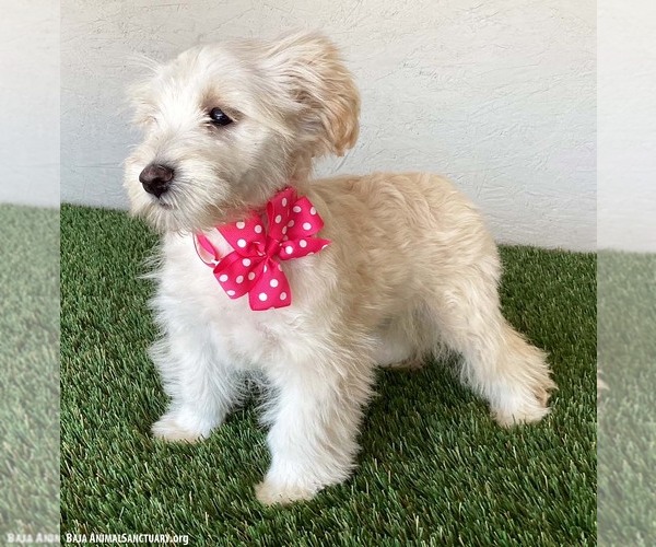Medium Photo #3 Maltese-Poodle (Toy) Mix Puppy For Sale in San Diego, CA, USA