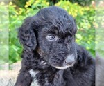 Small #3 F2 Aussiedoodle