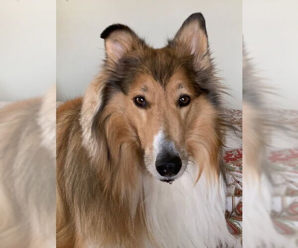 Medium Photo #3 Collie Puppy For Sale in Chantilly, VA, USA