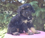 Puppy Blessing Cavapoo