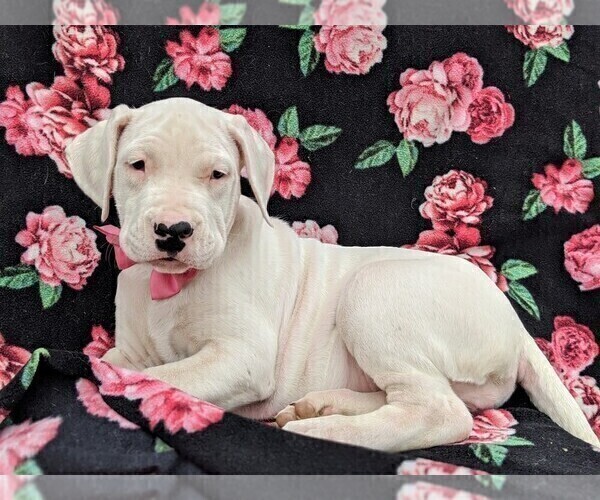 Medium Photo #4 Dogo Argentino Puppy For Sale in QUARRYVILLE, PA, USA
