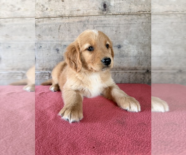 Medium Photo #2 Golden Retriever Puppy For Sale in VERMONTVILLE, MI, USA