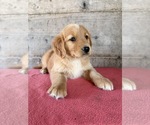 Litter of 10 - Male(s) and Female(s) Golden RetrieverLitter of Puppies for Sale - Photo #2