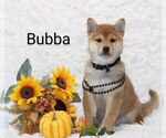 Puppy Bubba Shiba Inu