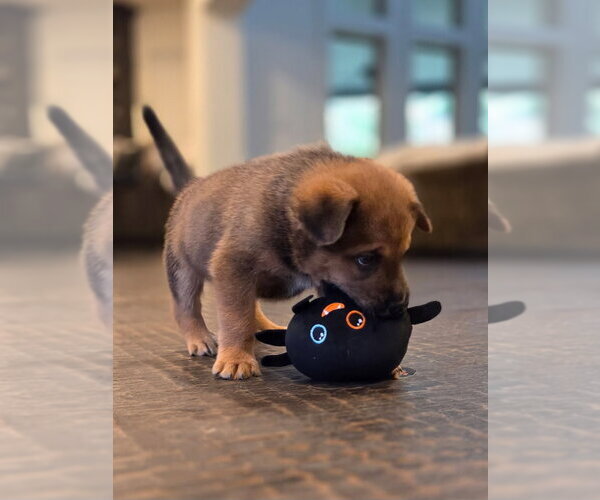 Medium Photo #4 Labrador Retriever-Unknown Mix Puppy For Sale in The Woodlands, TX, USA