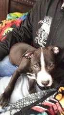 American Pit Bull Terrier Puppy for sale in GOOSE CREEK, SC, USA