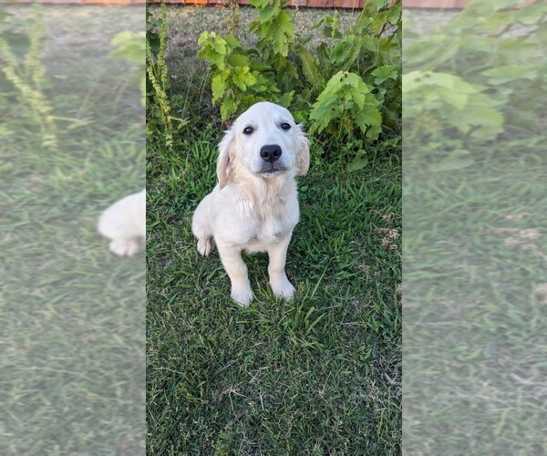 Medium Photo #12 Golden Retriever Puppy For Sale in CITRUS HEIGHTS, CA, USA