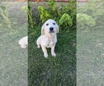 Small #11 Golden Retriever