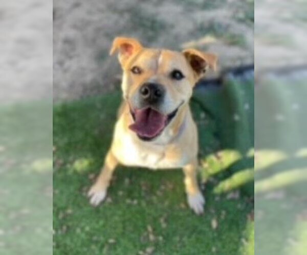 Medium Photo #1 American Pit Bull Terrier-Unknown Mix Puppy For Sale in Ventura, CA, USA