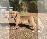 Puppy Pink American Bully