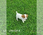 Small Photo #1 Jack Russell Terrier Puppy For Sale in PIONEER, LA, USA