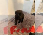 Small Photo #7 Mutt Puppy For Sale in Imlay City, MI, USA