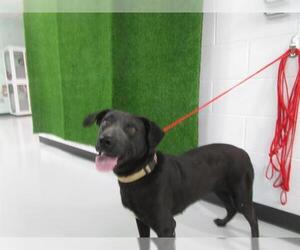 Labrador Retriever-Unknown Mix Dogs for adoption in Temple, TX, USA