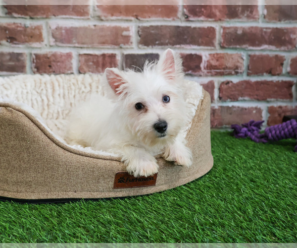 Medium Photo #12 Poodle (Toy)-West Highland White Terrier Mix Puppy For Sale in SYRACUSE, IN, USA